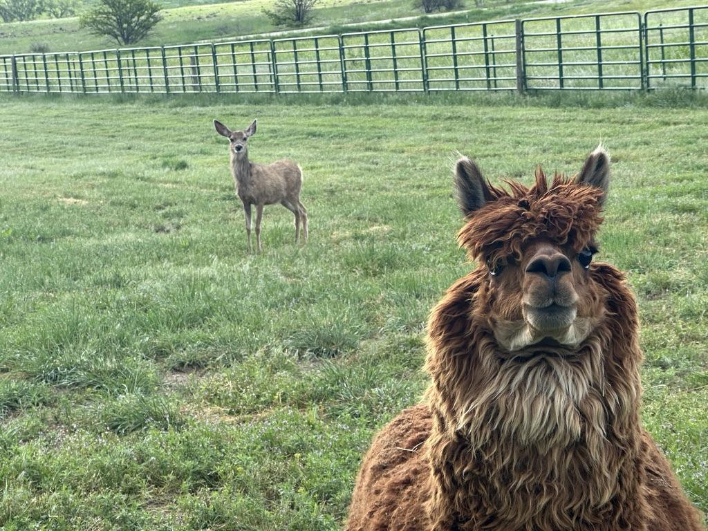 Mocha - General Manager