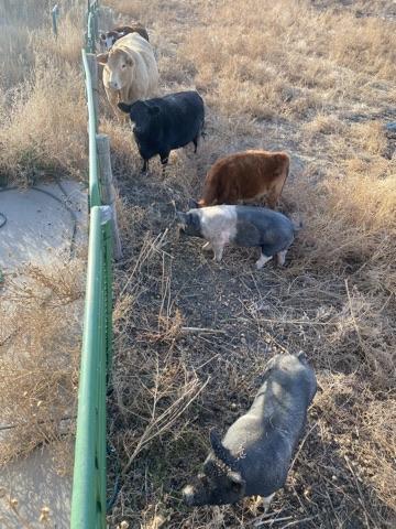 Farm scene multiple animals