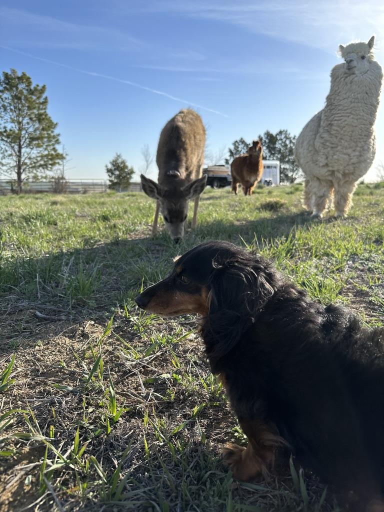 Highland cow with Gary the donkey