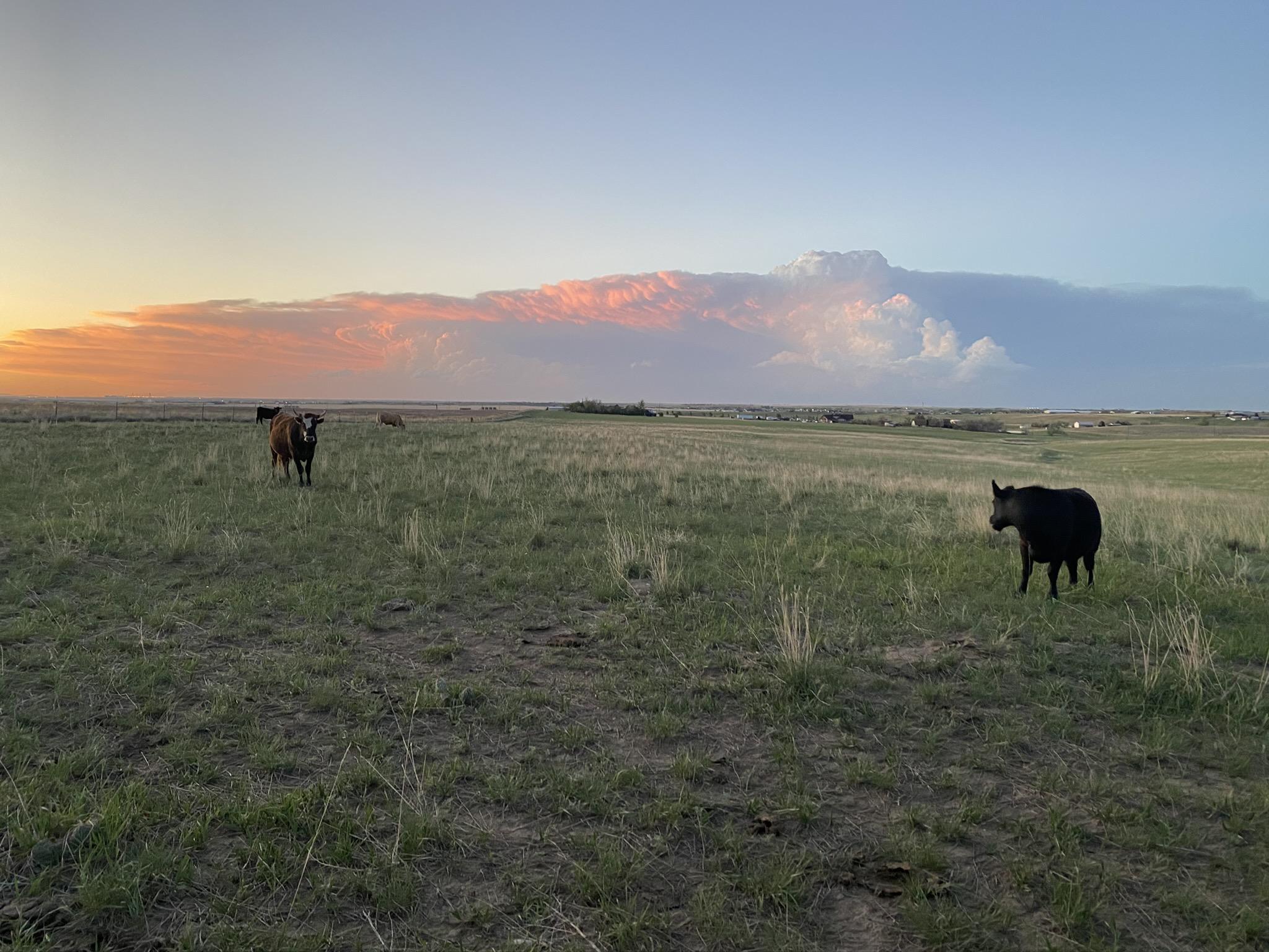 Cattle grazing under big Colorado sunset sky