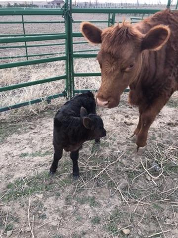 Red cow and her calf