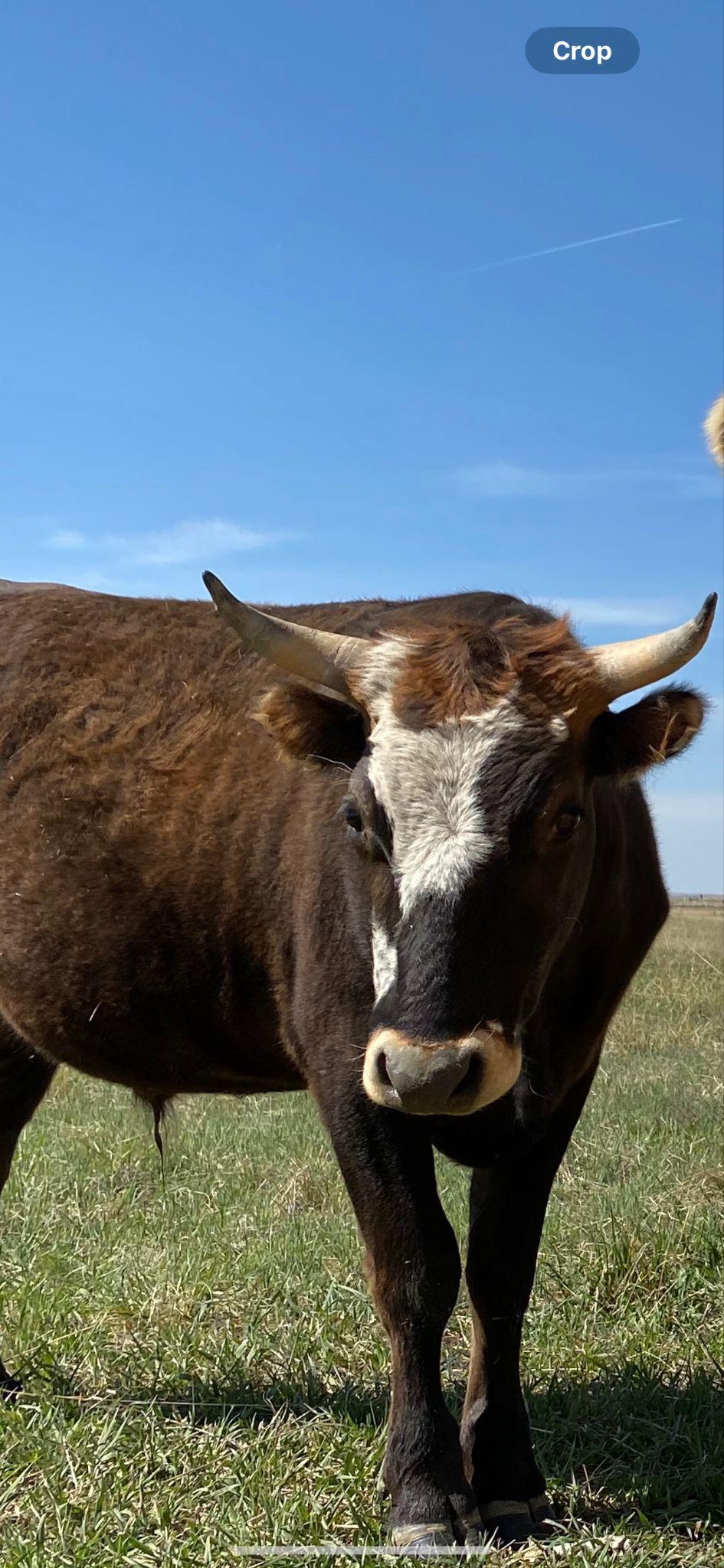Slow-Simmered Bolognese Ragu