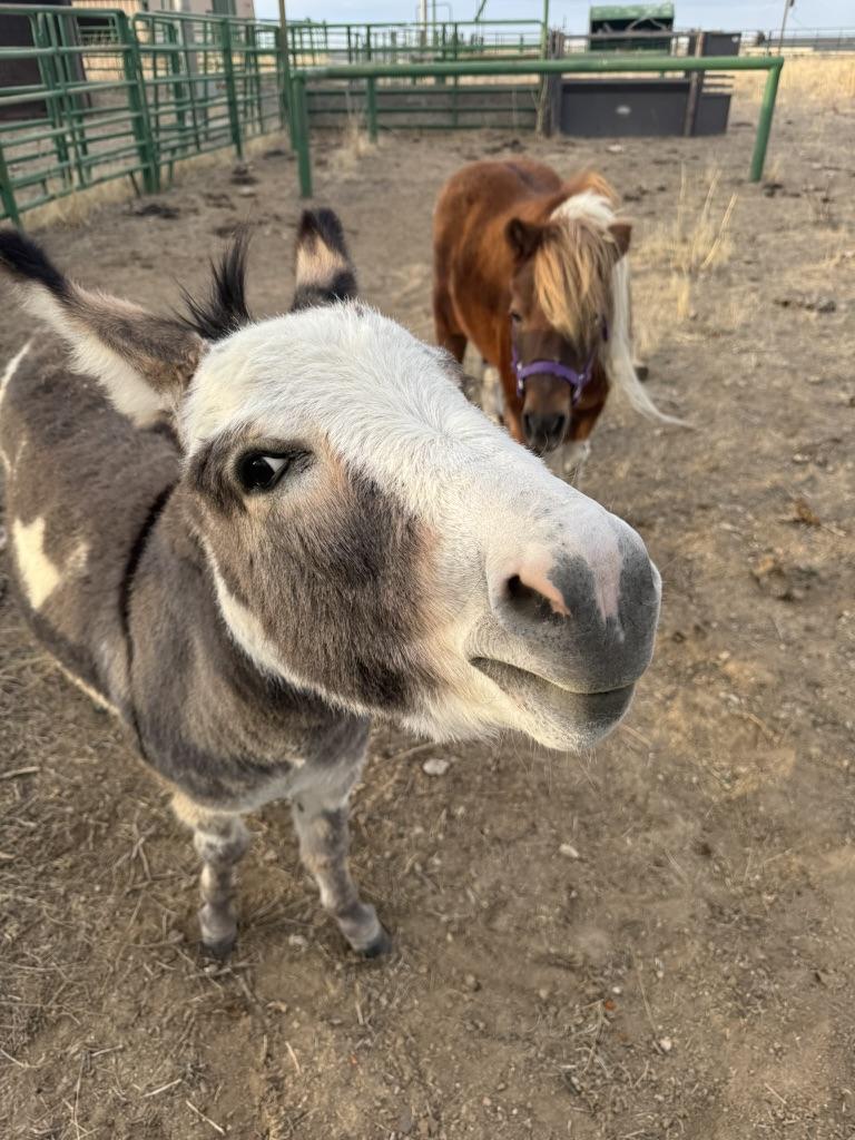 The whole gang — pigs, cows, and sheep
