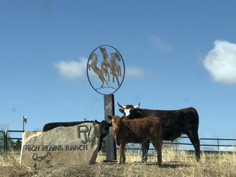 Alpaca and cow sharing the pasture