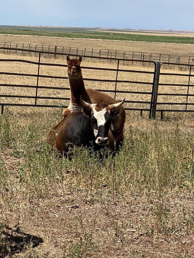 Alpaca photobombing the cow's nap