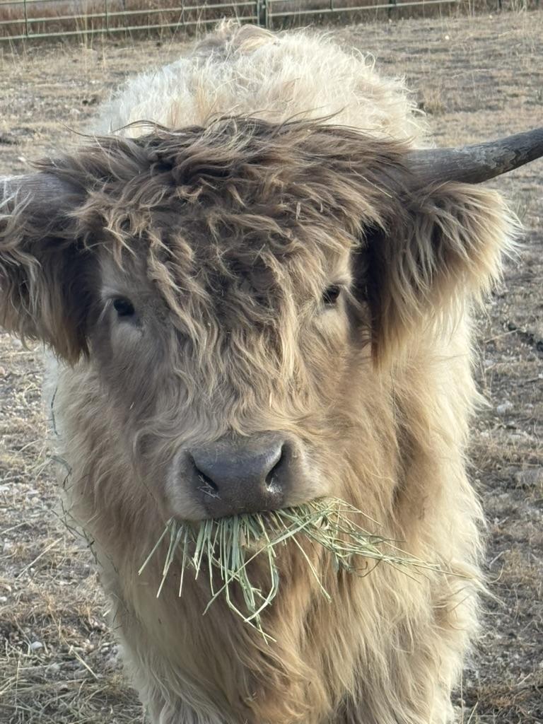 Black cow at golden hour with wildflowers