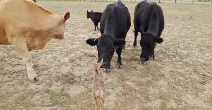 Karlos inspects the herd — CEO on patrol