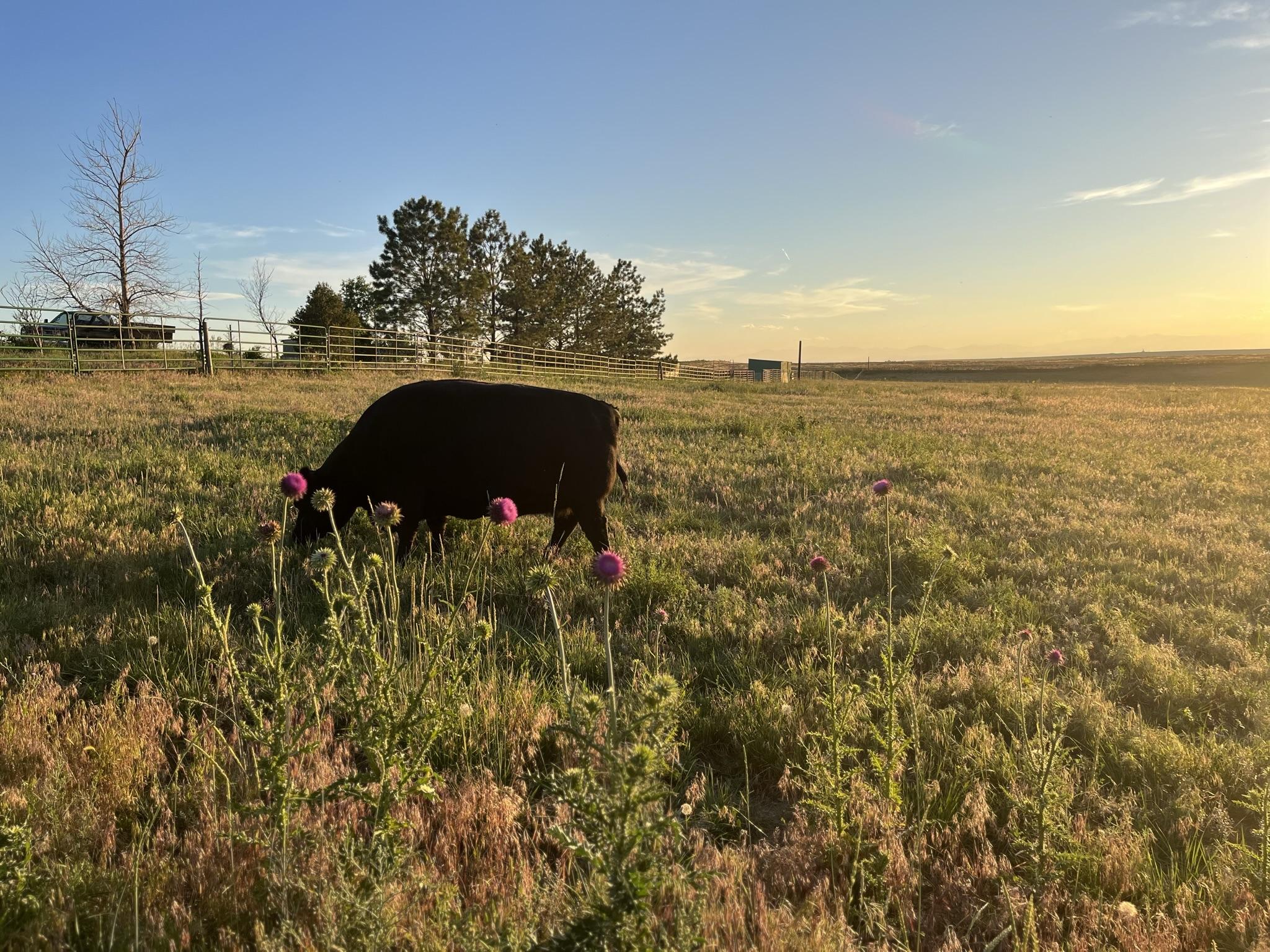 Middle Eastern Beef Kofta