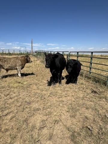 Argentinian Ribeye with Chimichurri