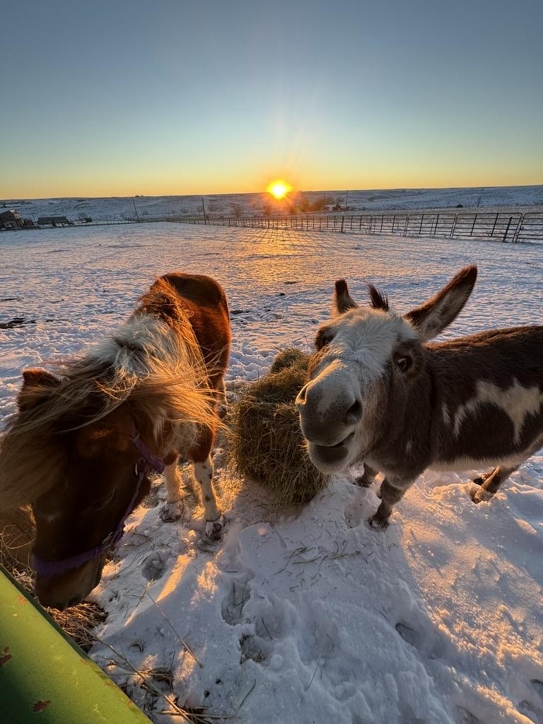 Little dog vs. big cows standoff