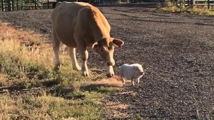 Cow meets pig — unlikely friends