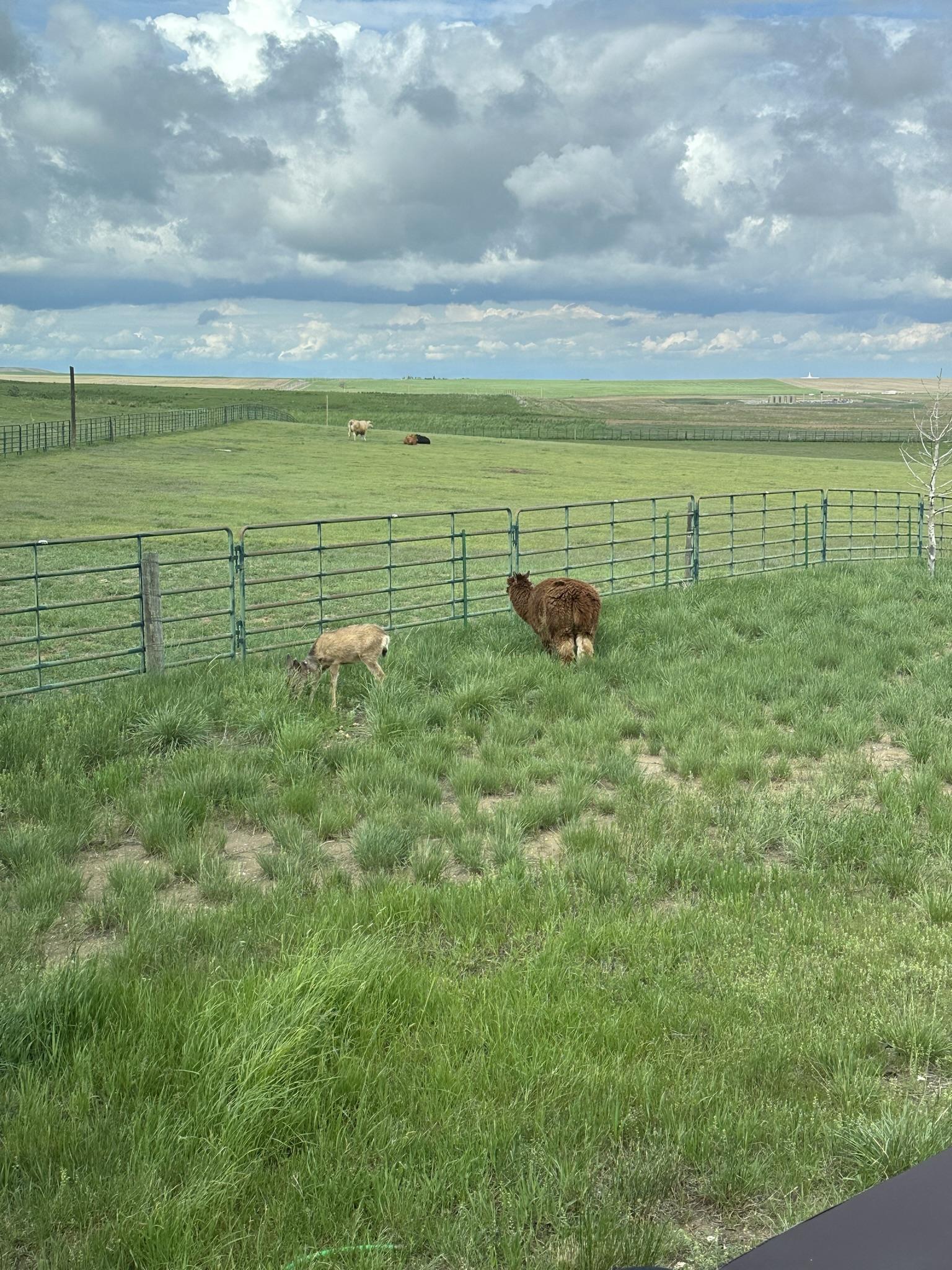 Ranch panorama — cows, alpaca, and barn
